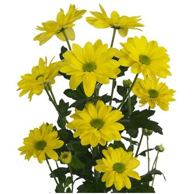 Хризантема кущова