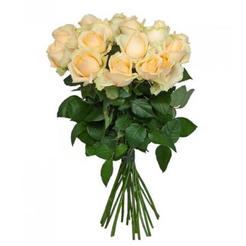 Букет 15 кремових троянд