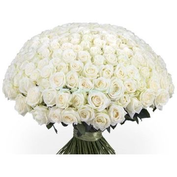 Букет з 201 білої троянди