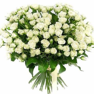Букет 25 білих кущових троянд