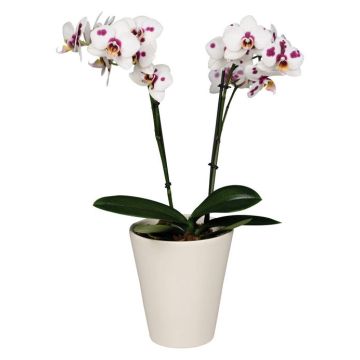 Орхідея Phalaenopsis Granada - 2 гілки