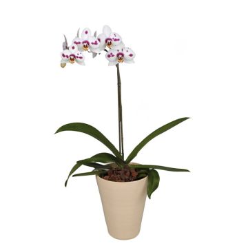 Орхідея Phalaenopsis Granada - 1 гілка