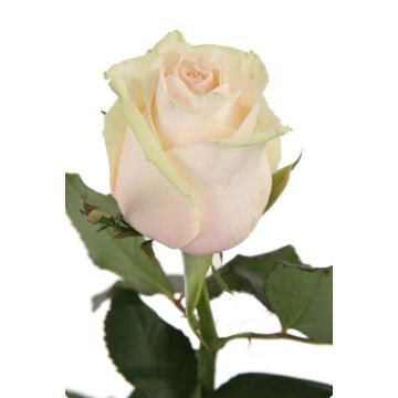 Кремова троянда