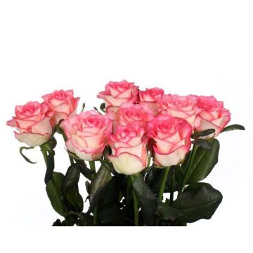 Троянда двокольорова Джамілія