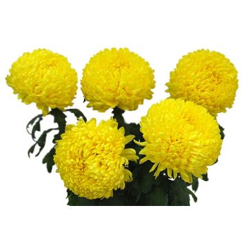 Хризантема велика