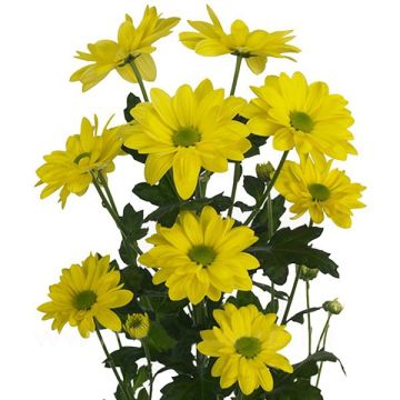 Хризантема кущова