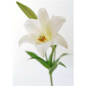 Лілія поштучно