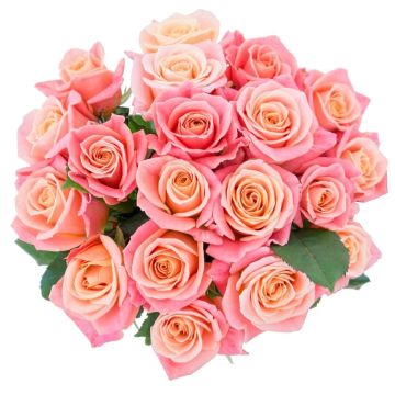 Троянда коралова Міс Піггі поштучно