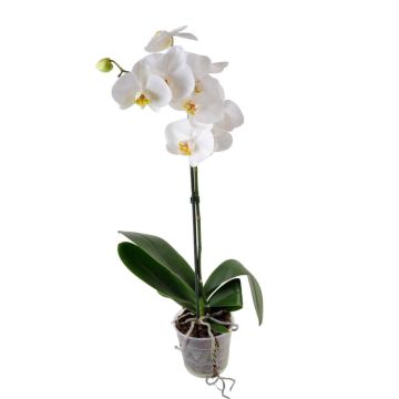 Орхідея Phalaenopsis Winnipeg - 1 гілка