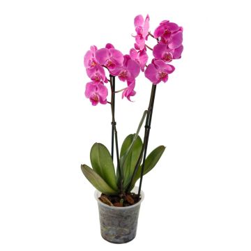 Орхідея Phalaenopsis Montevideo - 2 гілки