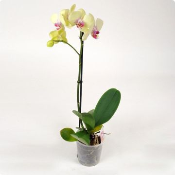 Орхідея Phalaenopsis Porto - 1 гілка