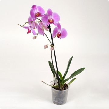 Орхідея Phalaenopsis Sarasota - 1 гілка