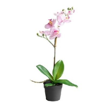 Орхідея Phalaenopsis Charleston - 1 гілка