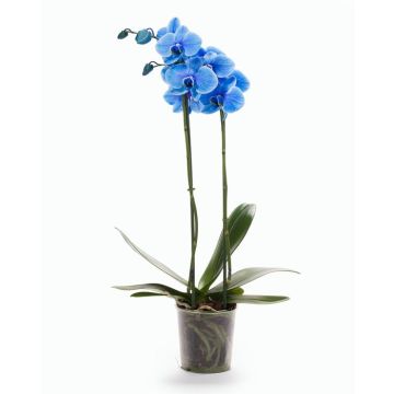 Орхідея Phalaenopsis Royal Blue - 2 гілки