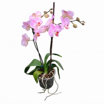 Орхідея Phalaenopsis Charleston - 2 гілки