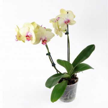 Орхідея Phalaenopsis Porto - 2 гілки