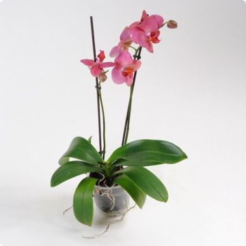 Орхідея Phalaenopsis Roseo - 2 гілки