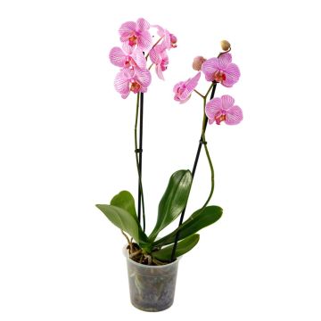 Орхідея Phalaenopsis Sarasota - 2 гілки