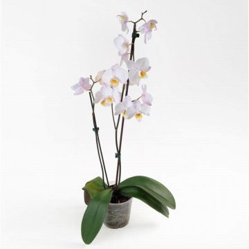 Орхідея Phalaenopsis Winnipeg - 2 гілки