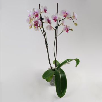 Орхідея Phalaenopsis Havana - 2 гілки