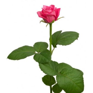 Рожева троянда