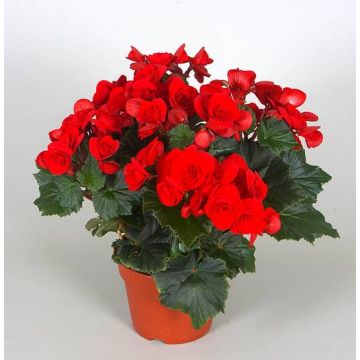 Кімнатна квітка Бегонія