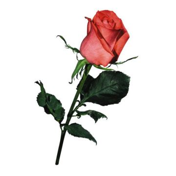 Червона троянда