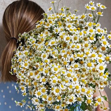 Ромашки кущові поштучно