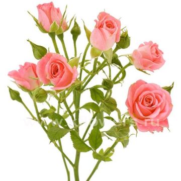 Кущова троянда поштучно