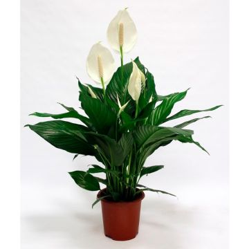 Спатифілум