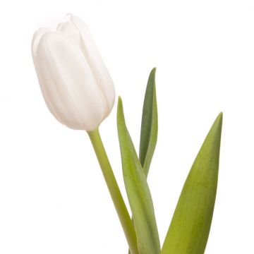 Тюльпани голландські поштучно