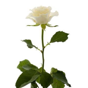 Біла троянда