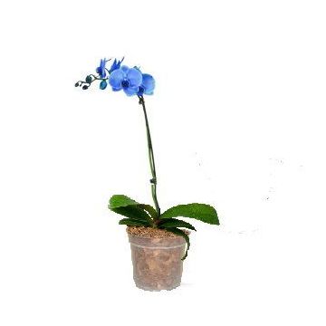 Орхидея Phalaenopsis Royal Blue - 1 ветка